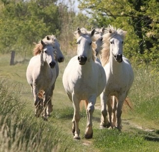 Weiße Camargue-Pferde in Freiheit auf einem Weg im Gelände von La Maison du Cheval Camargue