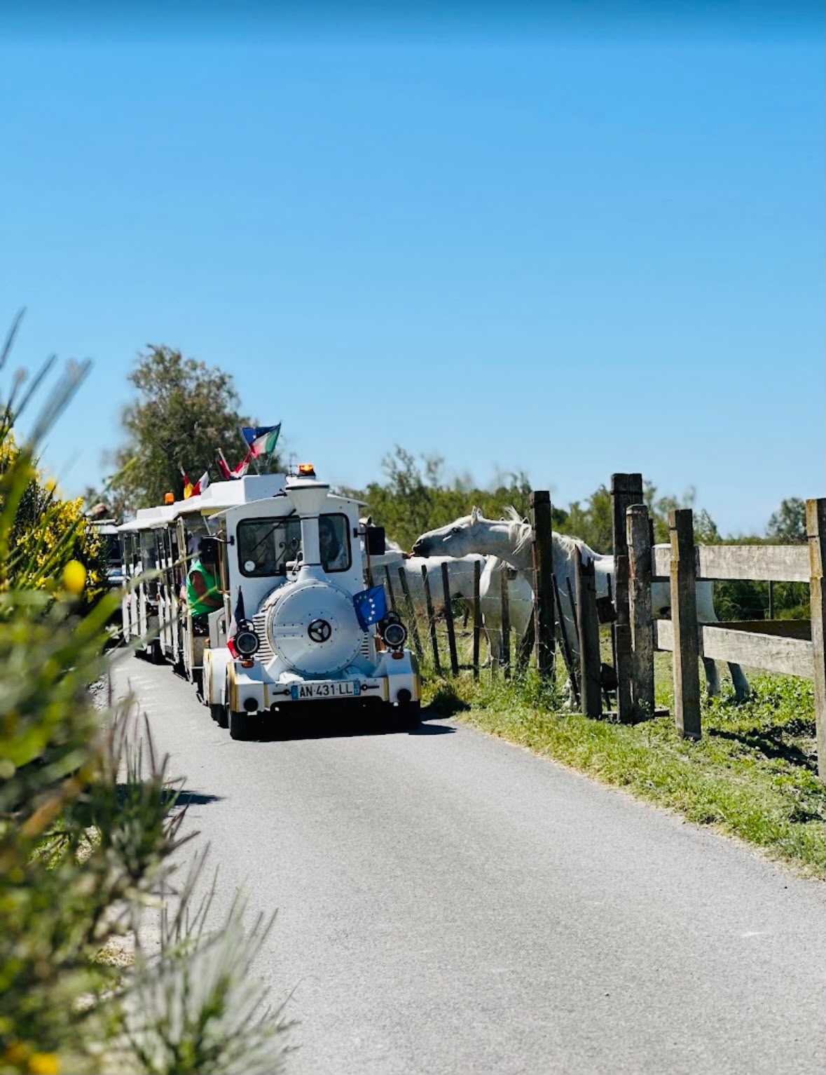 Weißer Petit Train Camarguais begegnet weißen Camargue-Pferden entlang einer sonnigen Straße