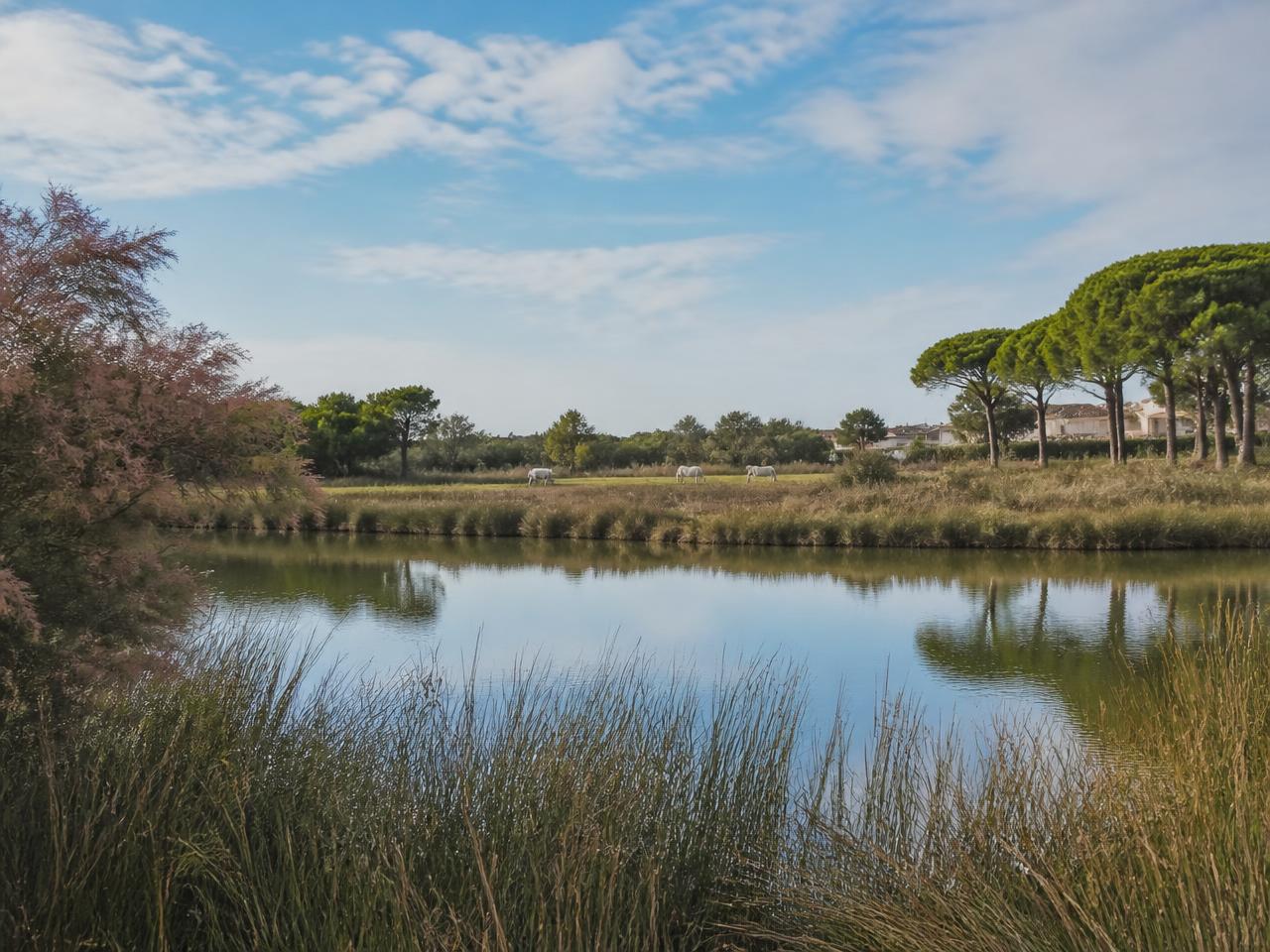 Von Schilf gesäumte Lagune mit weissen Pferden nahe dem Wohnviertel Pioch Badet in Saintes-Maries-de-la-Mer